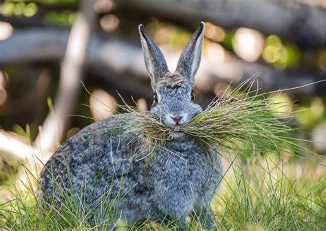 Cottontail Rabbit Behavior - AnimalBehaviorCorner