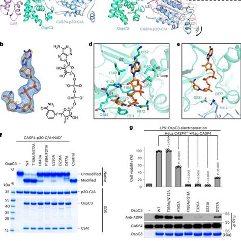 Structural Basis For Nad Loading And Catalytic Mechanism Of