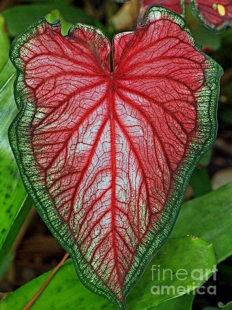 100 Gabi-Gabi ideas | caladium, planting flowers, plants