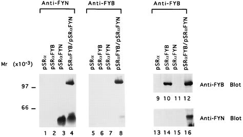 Cloning Of A Novel T Cell Protein Fyb That Binds Fyn And Sh Domain