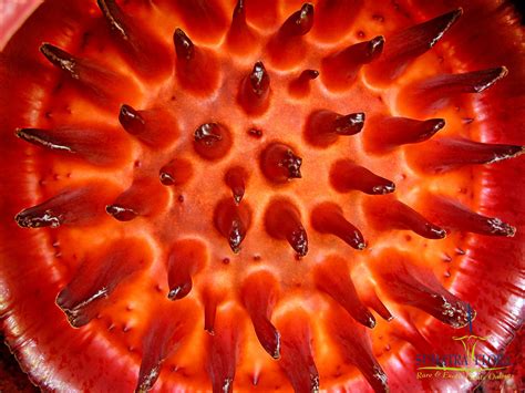 davao rafflesia worlds largest flower