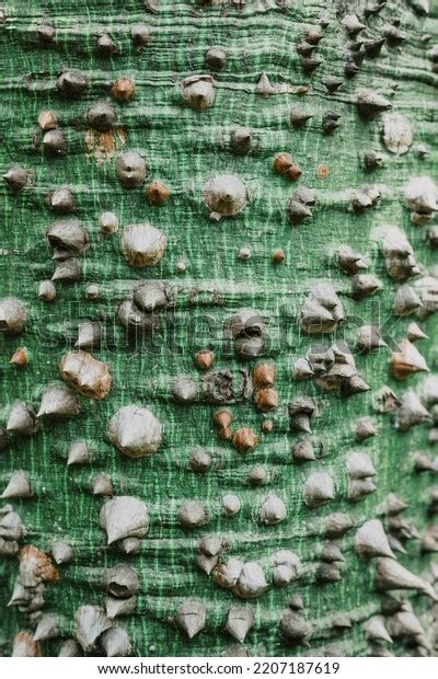 Kapok Tree Bark Texture Ceiba Pentandra Stock Photo 2207187619