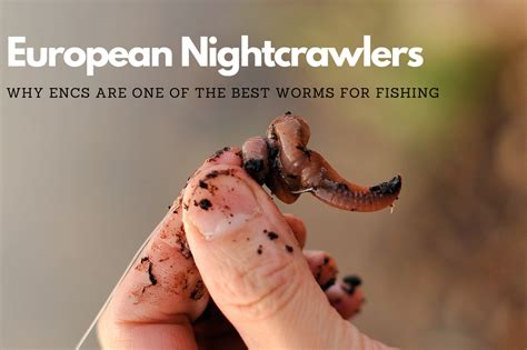 European Nightcrawlers: Why ENCs are One of The Best Worms for Fishing ...