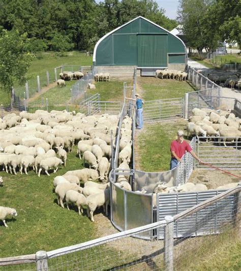 Handling Systems Premier1supplies Sheep Guide Sheep Farm Sheep House Goat Barn