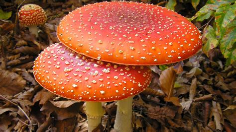 Fondos De Pantalla Naturaleza Seta Hongo Oto O Hongo Medicinal