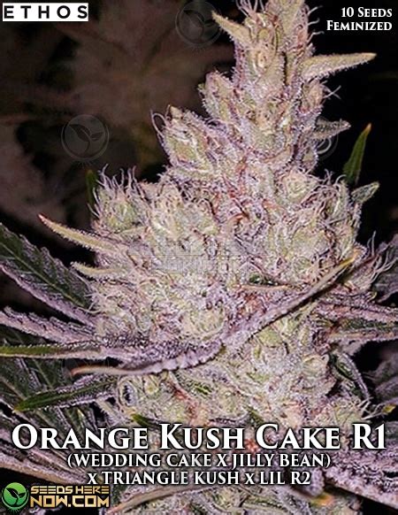 Orange Kush Cake R1 Feminized Seeds 20 25 Thc Citrus Aroma