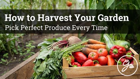 How To Harvest Your Garden Expert Tips To Pick Perfect Produce Every