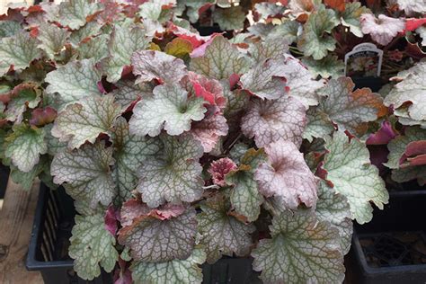 Heuchera Carnival Fall Festival De Cm La Ghiveci L Plantland Ro