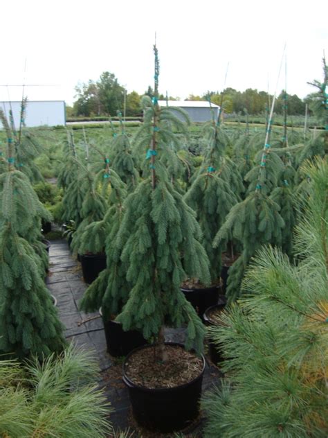 Weeping White Spruce