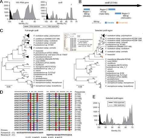 Development Of A Rpob Based Approach For Fusobacterium Differentiation