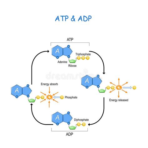 Ciclo de adp de atp ilustración del vector Ilustración de compuesto