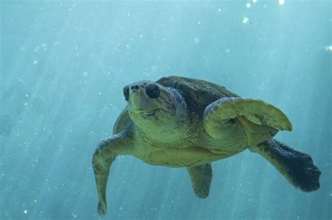 Ingyenes képek tenger óceán viz alatti biológia teknősbéka