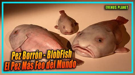 Blobfish Pez Borr N Pez Gota El Pez M S Feo Del Mundo Youtube