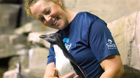 Watch this baby penguin take its first swim at Chicago aquarium ...