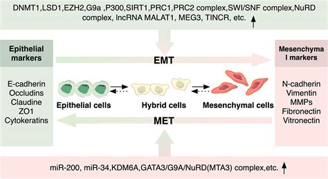 Frontiers Epigenetic Regulation Of Epithelial To Mesenchymal