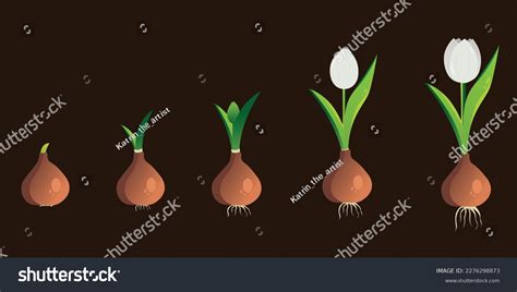 Life Cycle Tulip Plant Growth Stages Stock Vector Royalty Free