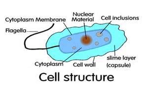 What Does The Slime Capsule Do In A Bacterial Cell - Margaret Greene Kapsels