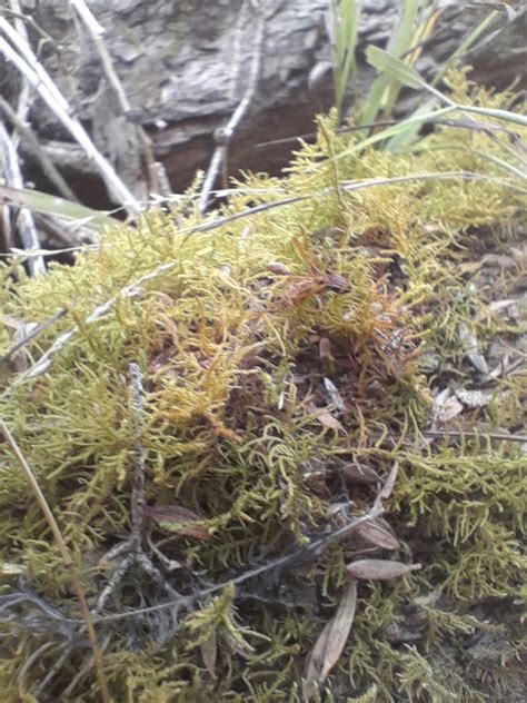 Mosses From Cape Bridgewater VIC 3305 Australia On April 14 2024 At