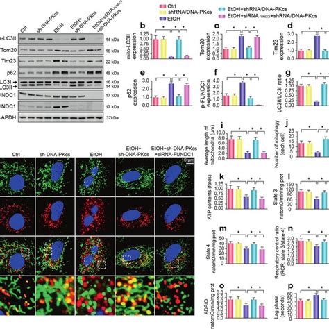 Drp Related Mitochondrial Fission Is Modulated By Dna Pkcs And