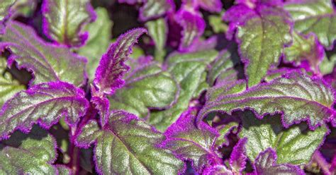 How To Grow And Care For Purple Passion Plants Gardeners Path