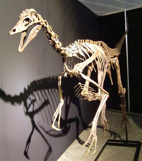 #archaeornithomimus hashtag on Twitter