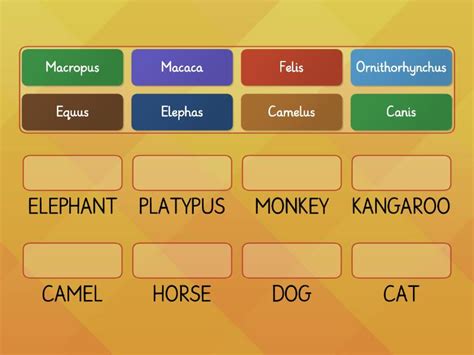 Scientific names of animals - Match up