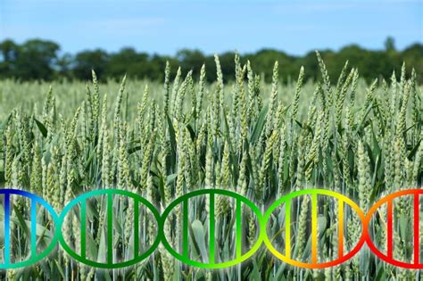 Genome Editing or Genetic Engineering Dna Helix Over Wheat Field Crop ...