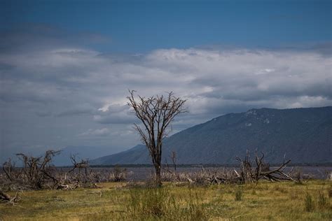 Manyara Tanzanya Safari Pixabay De Cretsiz Foto Raf Pixabay