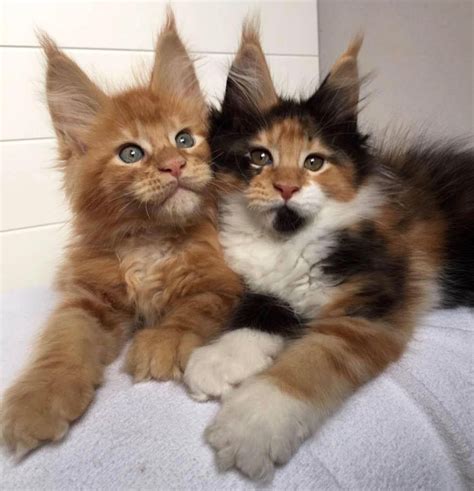 Love 🐾💃 Cute Cats And Kittens, Baby Cats, Kittens Cutest, Pretty Cats