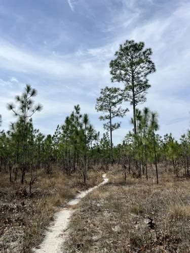 Best Wildlife Trails in Apalachicola National Forest | AllTrails