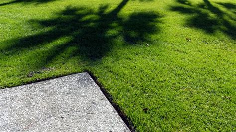 Zoysia Grass Types Leafy Legends