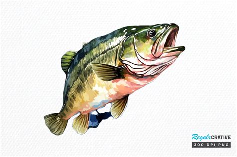 Bass Fishing Watercolor Art Clipart Png Graphic By Regulrcrative