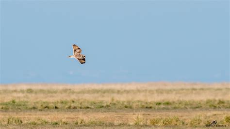 15022023 Hibou Des Marais Hibou Des Marais Philippe Marbach Flickr