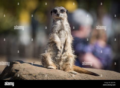 Lovely animals at the Yorkshire Wildlife Park in Doncaster, South ...