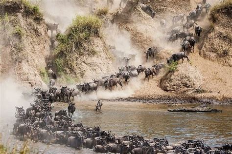 Safari Di Lusso Di Giorni Lago Nakuru E Masai Mara Fornito Da Afriq