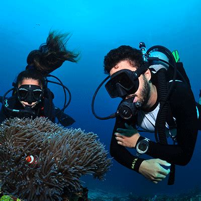 Diving Cebu City Philippines | Fasci Garden