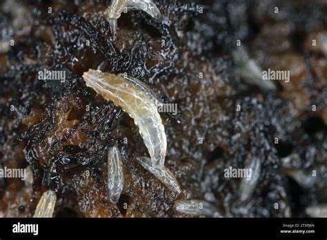 Vinegar fly or common fruit fly (Drosophila melanogaster) larvae in a breeding Stock Photo - Alamy