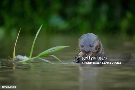 149 Freshwater Otters Stock Photos, High-Res Pictures, and Images ...