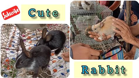 Rabbit Guinea Pig Hamster Price At Galiff Street Pet Market Kolkata