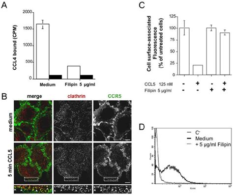 Filipin Inhibits Ccr Agonist Activation A I Ccl Was Bound At