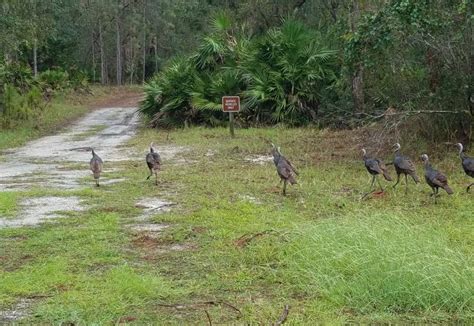 Lake Kissimmee State Park | Florida State Parks