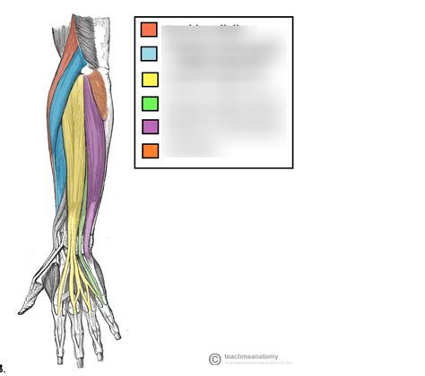 Muscles Of The Arm Diagram Quizlet