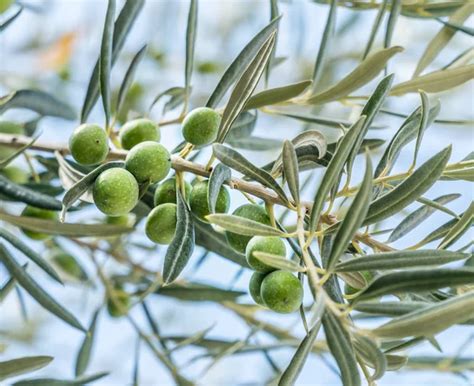 Olive Branch Stock Photos Royalty Free Olive Branch Images Depositphotos