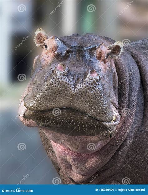 Hippopotamus Profile Stock Photos Download 183 Royalty Free Photos