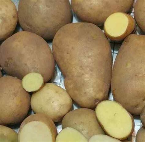 Tps True Potato Seeds Russet Yellow Organic Mix Potatoes Berry Bred