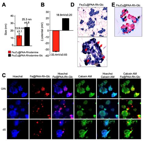 Enhanced Internalization Of Glucose Functionalized Fe3O4 PAA Rh