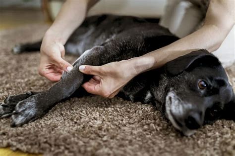 How to Help a Dog with Arthritis？