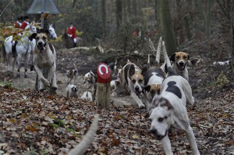 Le Promener Pendant La Chasse Educateur Canin Et Alimentation Chien