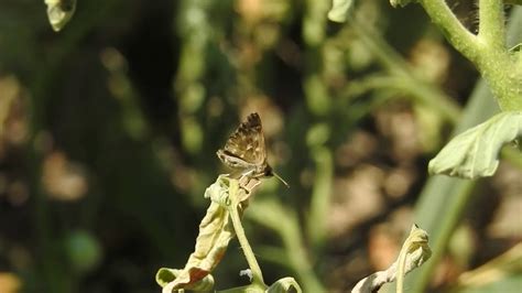 Carcharodus Alceae The Mallow Skipper Youtube