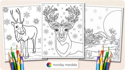 42 Reindeer Coloring Pages (Free PDF Printables)